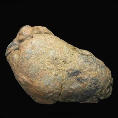 Diacalymene ouzregui Diacalymene ouzregui