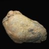  Diacalymene ouzregui
