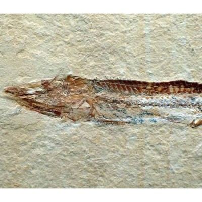 Prionolepis cataphractus Prionolepis cataphractus
