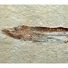  Prionolepis cataphractus