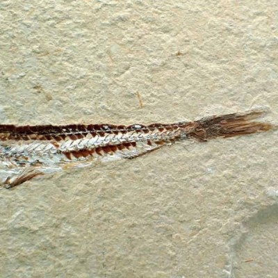Prionolepis cataphractus Prionolepis cataphractus