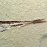  Prionolepis cataphractus