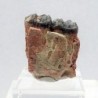 Mesohippus bairdi
