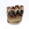  Mesohippus bairdi