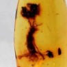 Hymenoptera