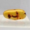  Hymenoptera