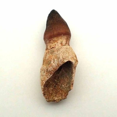 Mososaurus:Globidens aegypticus Mososaurus:Globidens aegypticus