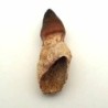 Mososaurus:Globidens aegypticus