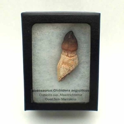 Mososaurus:Globidens aegypticus Mososaurus:Globidens aegypticus