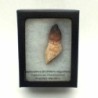  Mososaurus:Globidens aegypticus