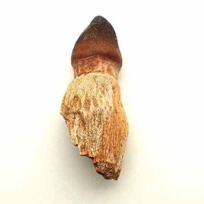 Mososaurus:Globidens aegypticus Mososaurus:Globidens aegypticus