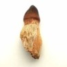  Mososaurus:Globidens aegypticus