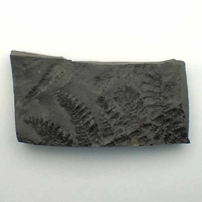 Pecopteris arborescens Pecopteris arborescens