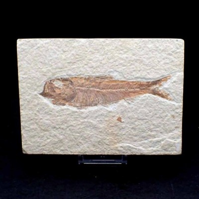 Knigthia eocaena Knigthia eocaena