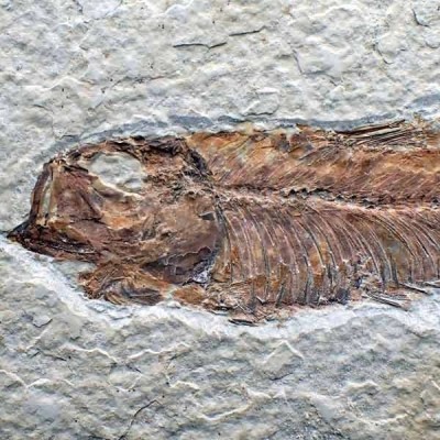 Knigthia eocaena Knigthia eocaena