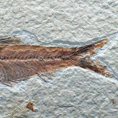 Knigthia eocaena Knigthia eocaena