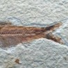  Knigthia eocaena