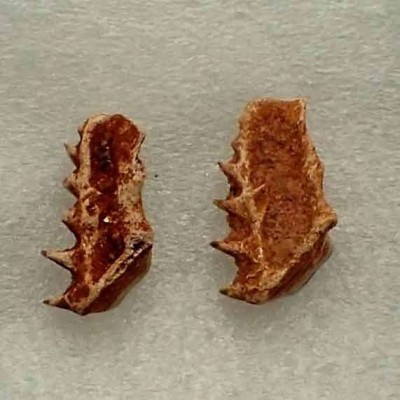 Ceratodus sp. Ceratodus sp.