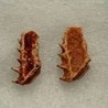  Ceratodus sp.