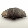  Cyrtospirifer grabaui  W. PAECKEL