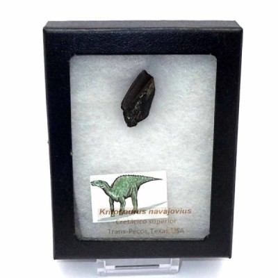Kritosaurus navajovius Kritosaurus navajovius