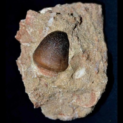 Mososaurus:Globidens aegypticus Mososaurus:Globidens aegypticus