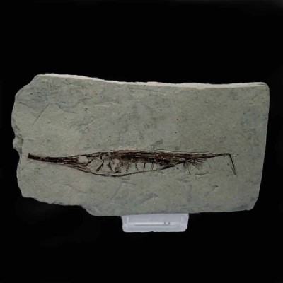 Centriscus henrichsi Centriscus henrichsi