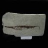 Centriscus henrichsi