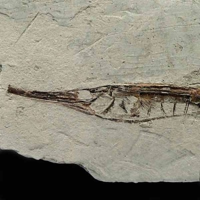Centriscus henrichsi Centriscus henrichsi