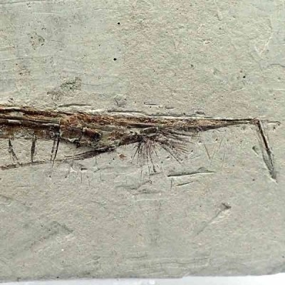 Centriscus henrichsi Centriscus henrichsi
