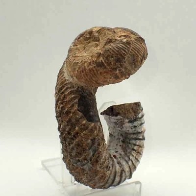 Nostoceras malagasyense Nostoceras malagasyense
