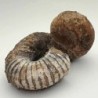  Nostoceras malagasyense