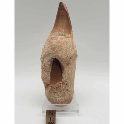 Prognathodon sp.(Mosasaurus) Prognathodon sp.(Mosasaurus)