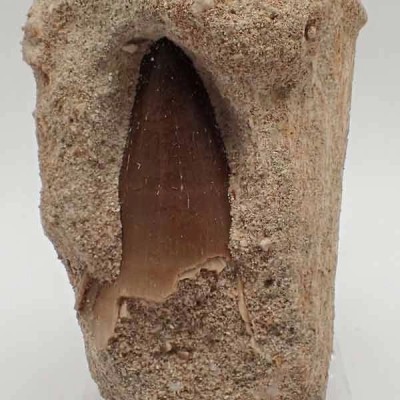 Prognathodon sp.(Mosasaurus) Prognathodon sp.(Mosasaurus)