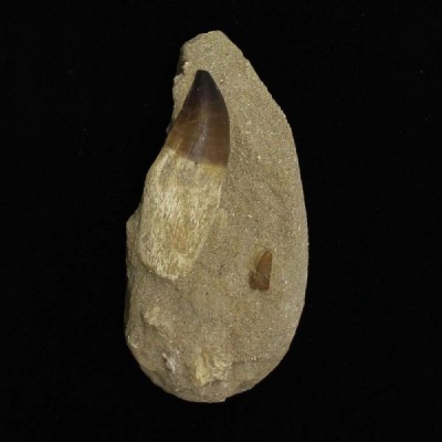 Prognathodon sp.(Mosasaurus) Prognathodon sp.(Mosasaurus)