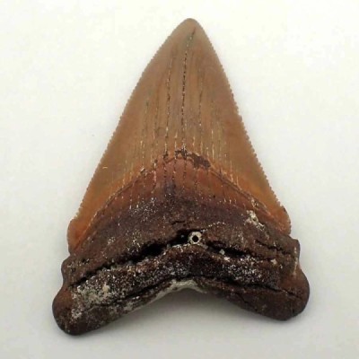 Carcharocles angustidens Carcharocles angustidens