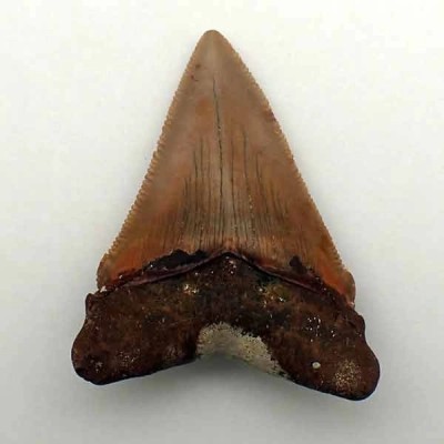 Carcharocles angustidens Carcharocles angustidens