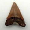  Carcharocles angustidens