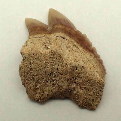 Notidanodon loozi Notidanodon loozi