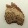 Notidanodon loozi
