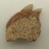  Notidanodon loozi