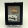  Notidanodon loozi