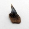  Hexanchus gigas