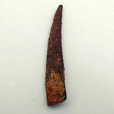 Hybodus sp Hybodus sp
