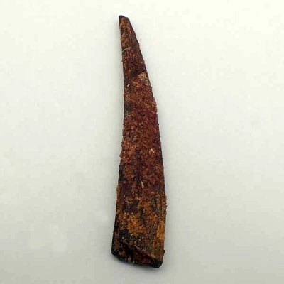 Hybodus sp Hybodus sp