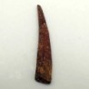  Hybodus sp