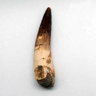 Spinosaurus aegyptiacus Spinosaurus aegyptiacus
