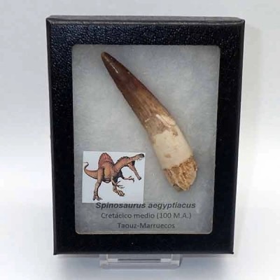Spinosaurus aegyptiacus Spinosaurus aegyptiacus