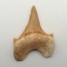 Otodus obliquus