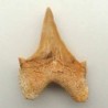  Otodus obliquus
